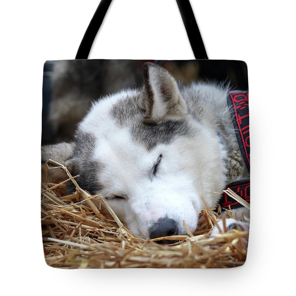 Dog Sleeping Tote Bag featuring the photograph Wake Me Up by Susan Rissi Tregoning