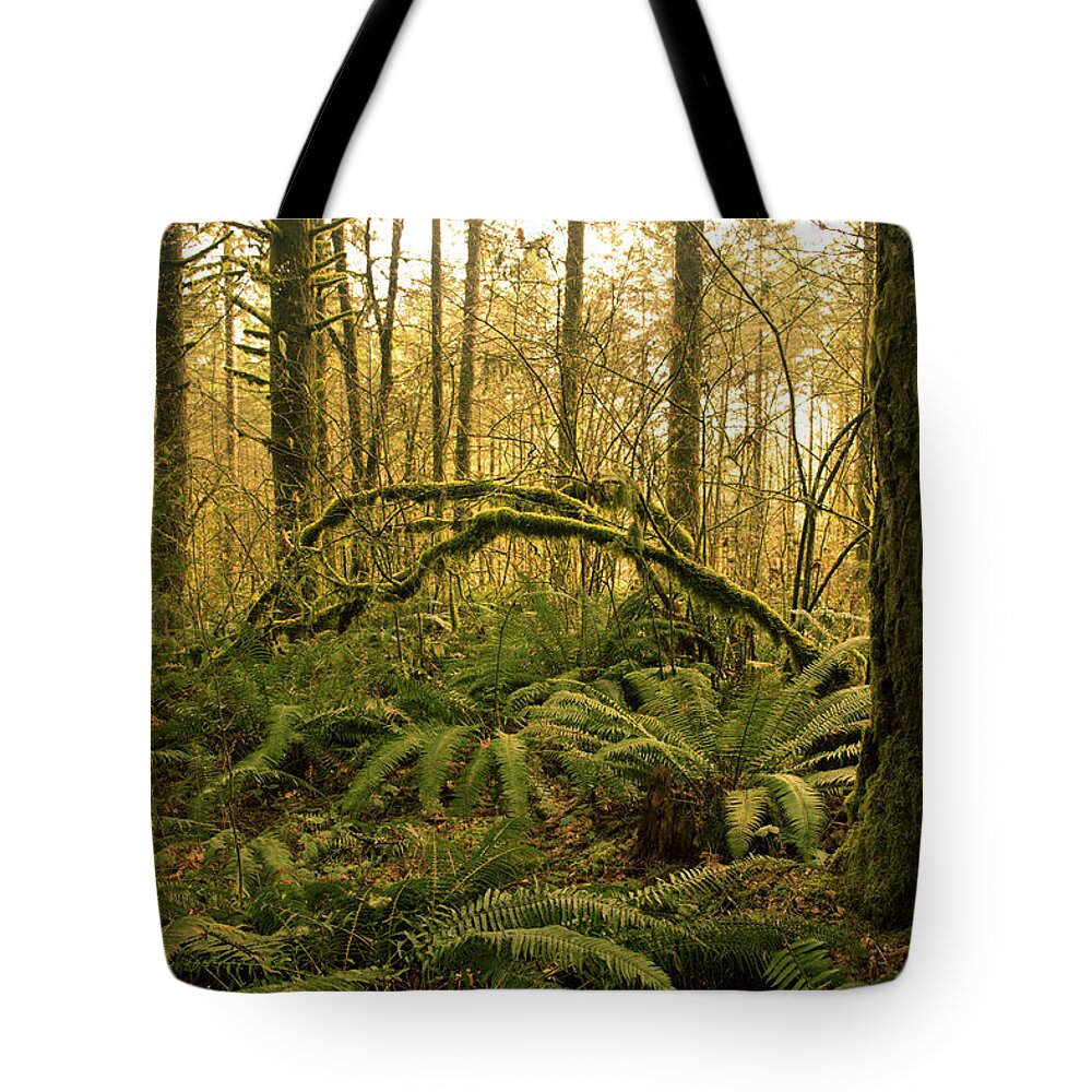 Mcdonald Forest Tote Bag featuring the photograph Waking Forest by Bonnie Bruno