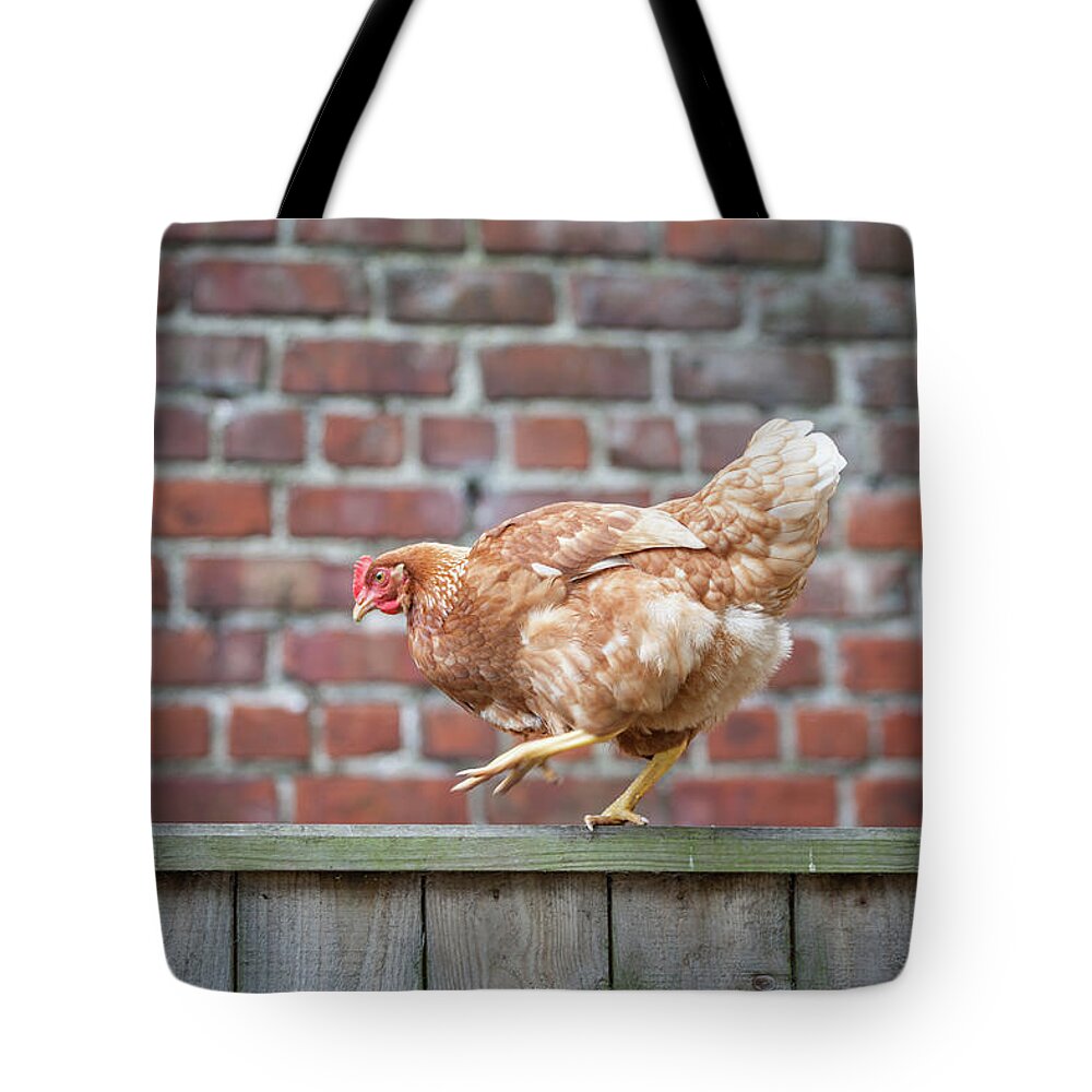 Anita Nicholson Tote Bag featuring the photograph Walk the Line - Chicken walking along a wooden fence by Anita Nicholson
