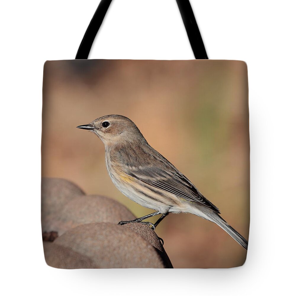 Bird Tote Bag featuring the photograph Warbler 4231 by John Moyer