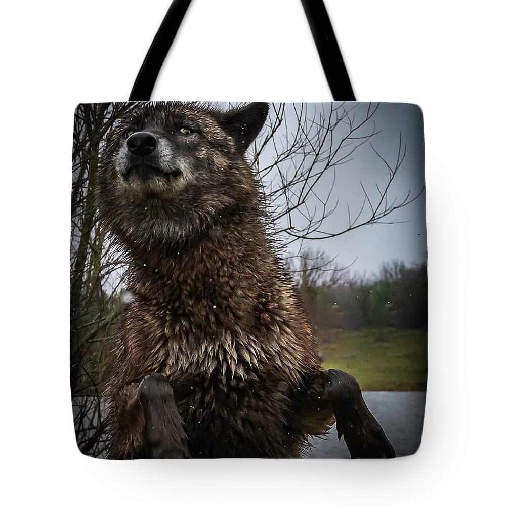 Black Wolf Wolves Tote Bag featuring the photograph Watch the Eyes by Laura Hedien