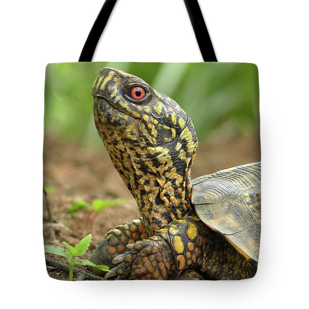 Turtle Tote Bag featuring the photograph Watchful Eye by Randall Dill