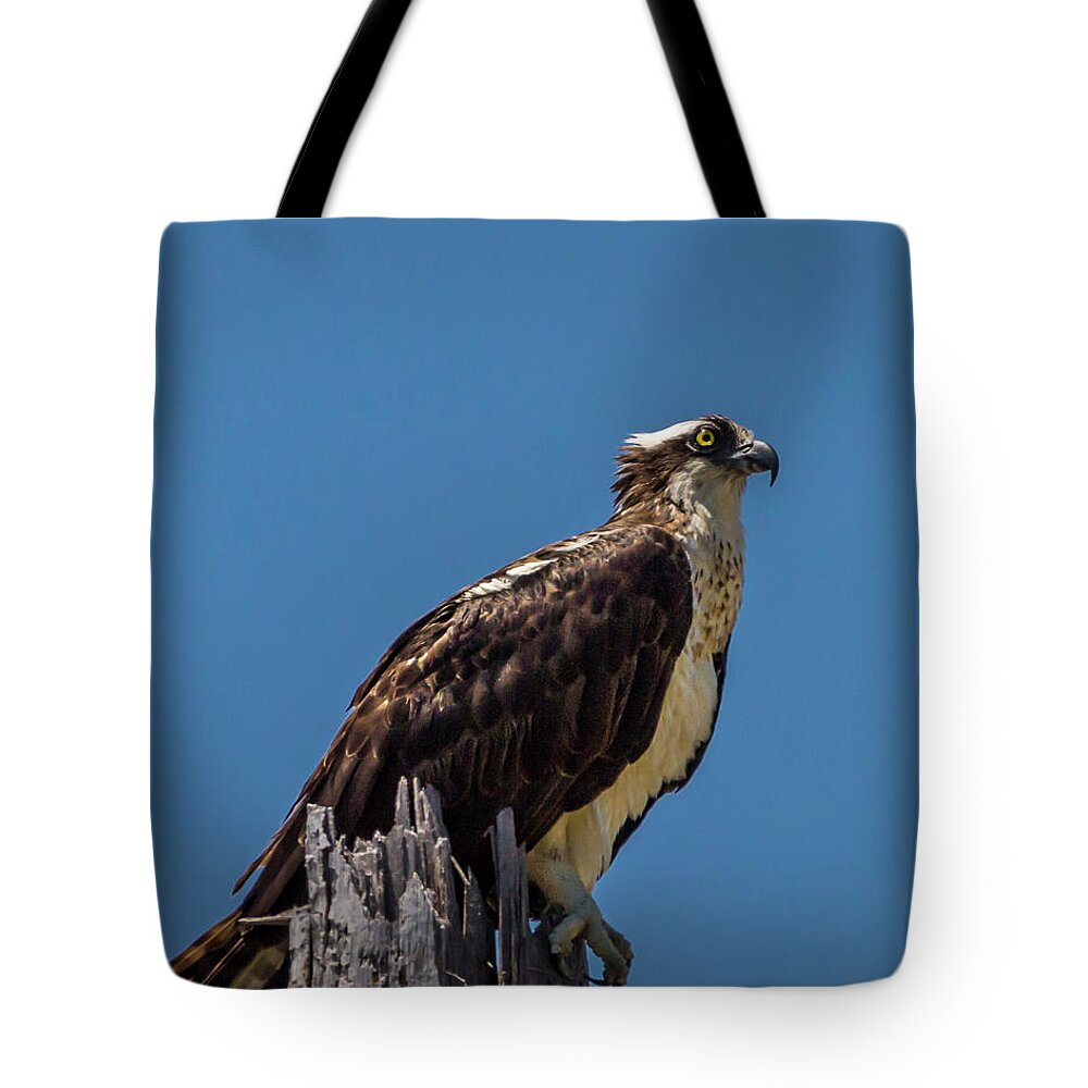 Caretta Tote Bag featuring the photograph Watchful Eye by Ray Silva