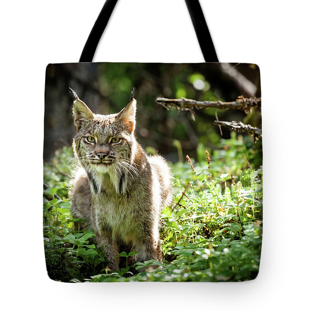 Lynx Tote Bag featuring the photograph Watchful Mama Lynx by Tim Newton