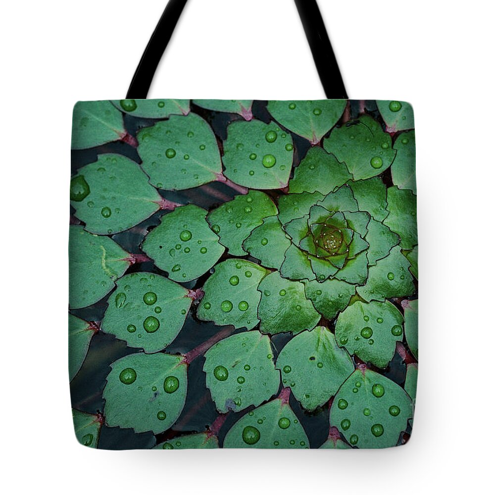 Natural Pattern Tote Bag featuring the photograph Water Chestnut Trapa Natans Spiral by Duc Tran