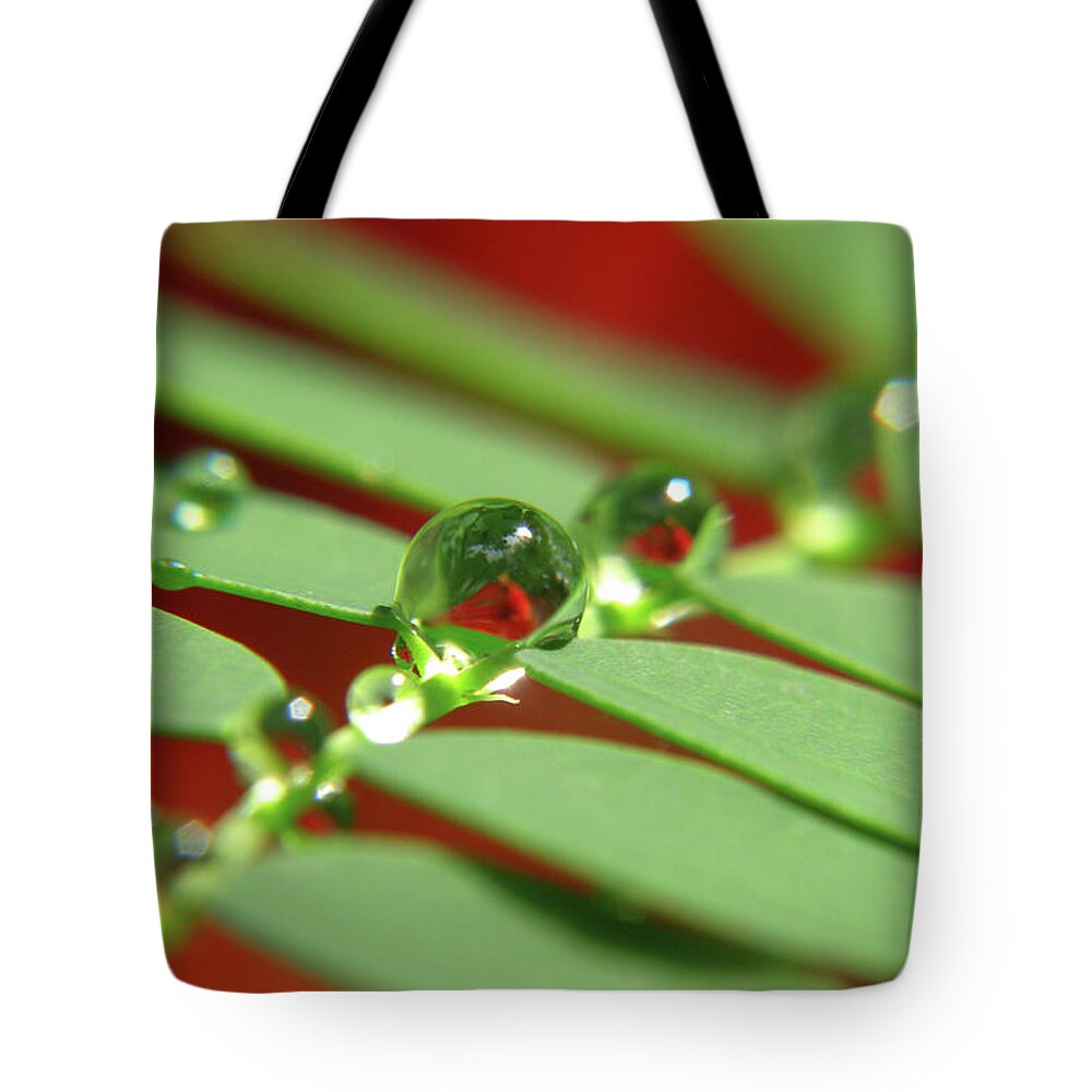 Outdoors Tote Bag featuring the photograph Water Droplets , Singapore Botanical by Fiftymm99