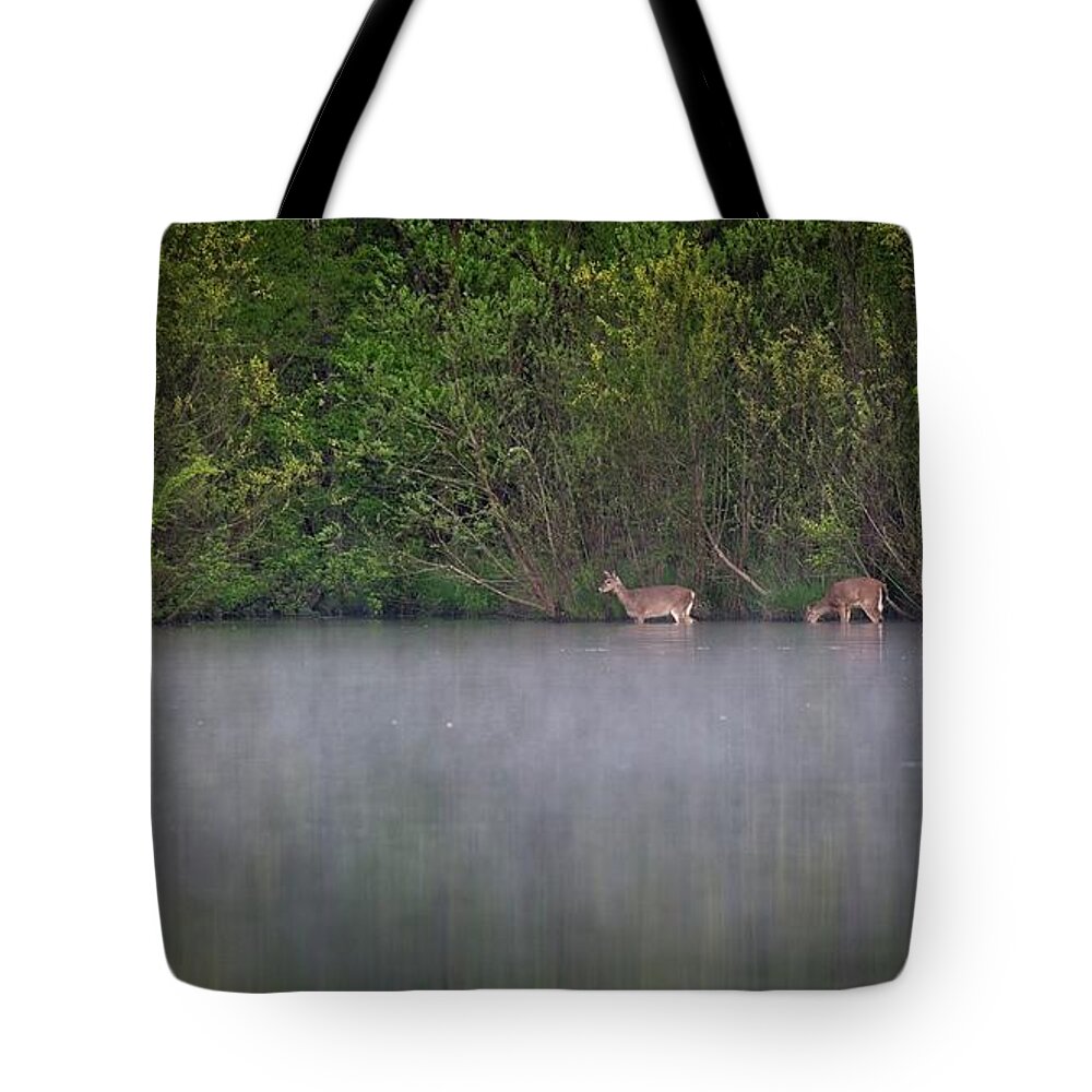Wildlife Tote Bag featuring the photograph Water Grazing Deer by John Benedict