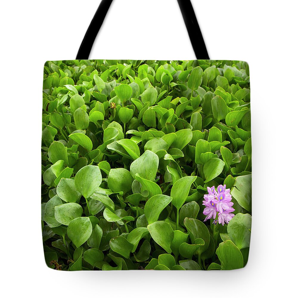 Sebastian Kennerknecht Tote Bag featuring the photograph Water Hyacinth Flowering by Sebastian Kennerknecht