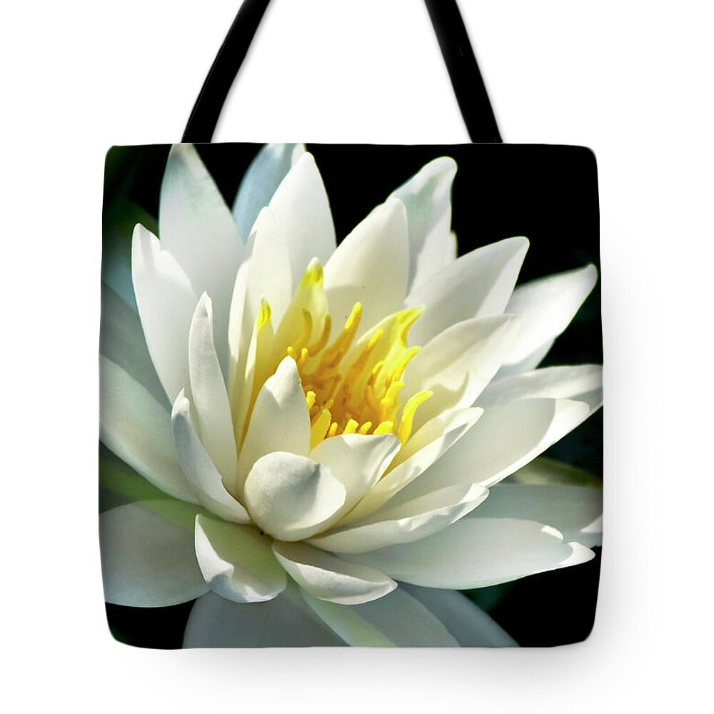 Water Lily Tote Bag featuring the photograph Water Lily by Christina Rollo