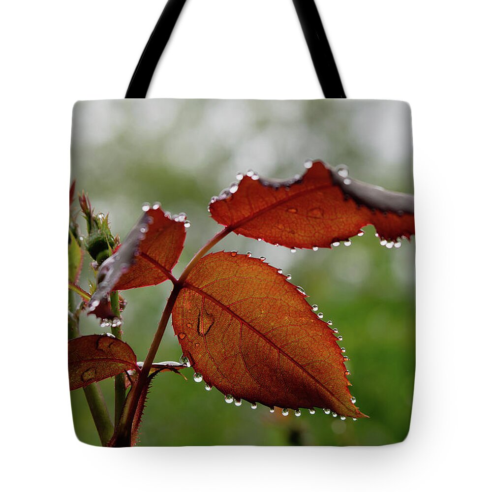 Raindrop Tote Bag featuring the photograph Waterdrops on Rose Leaves by Liz Albro