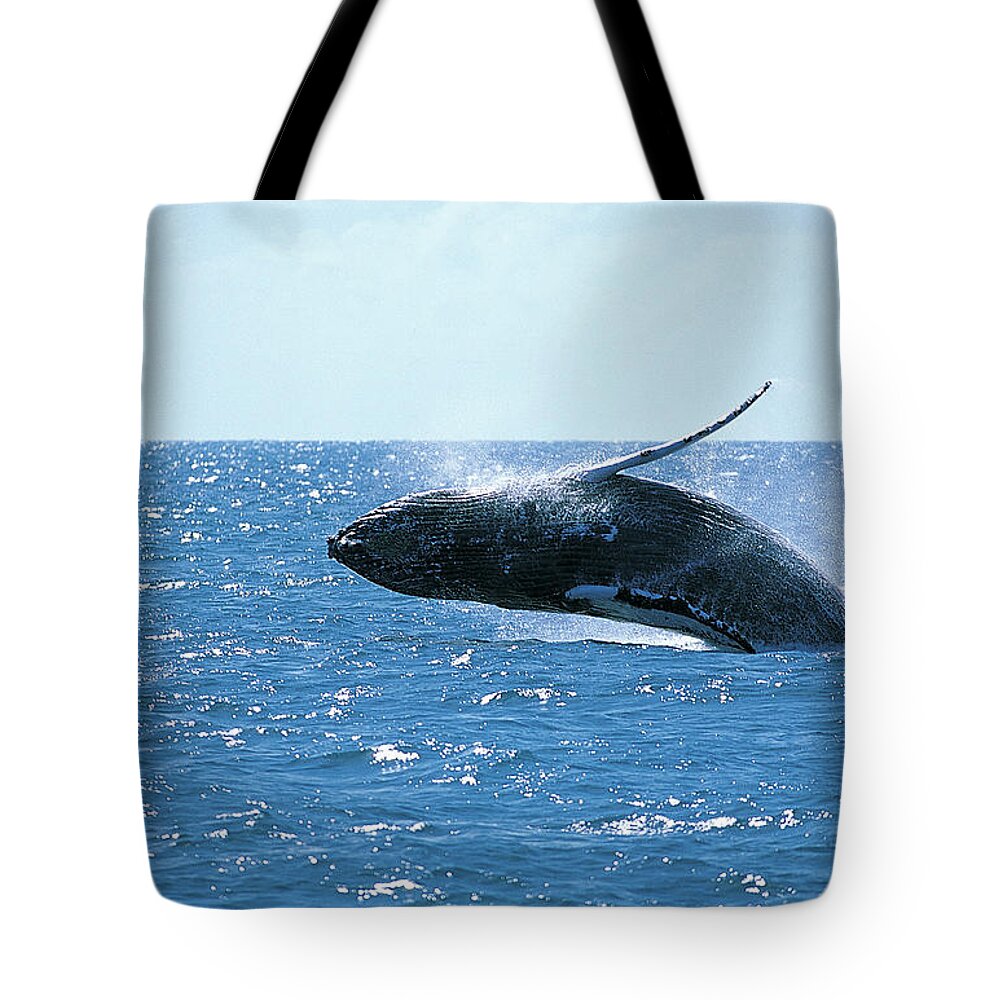 One Animal Tote Bag featuring the photograph Whale Leaping From Sea by Stephen Frink