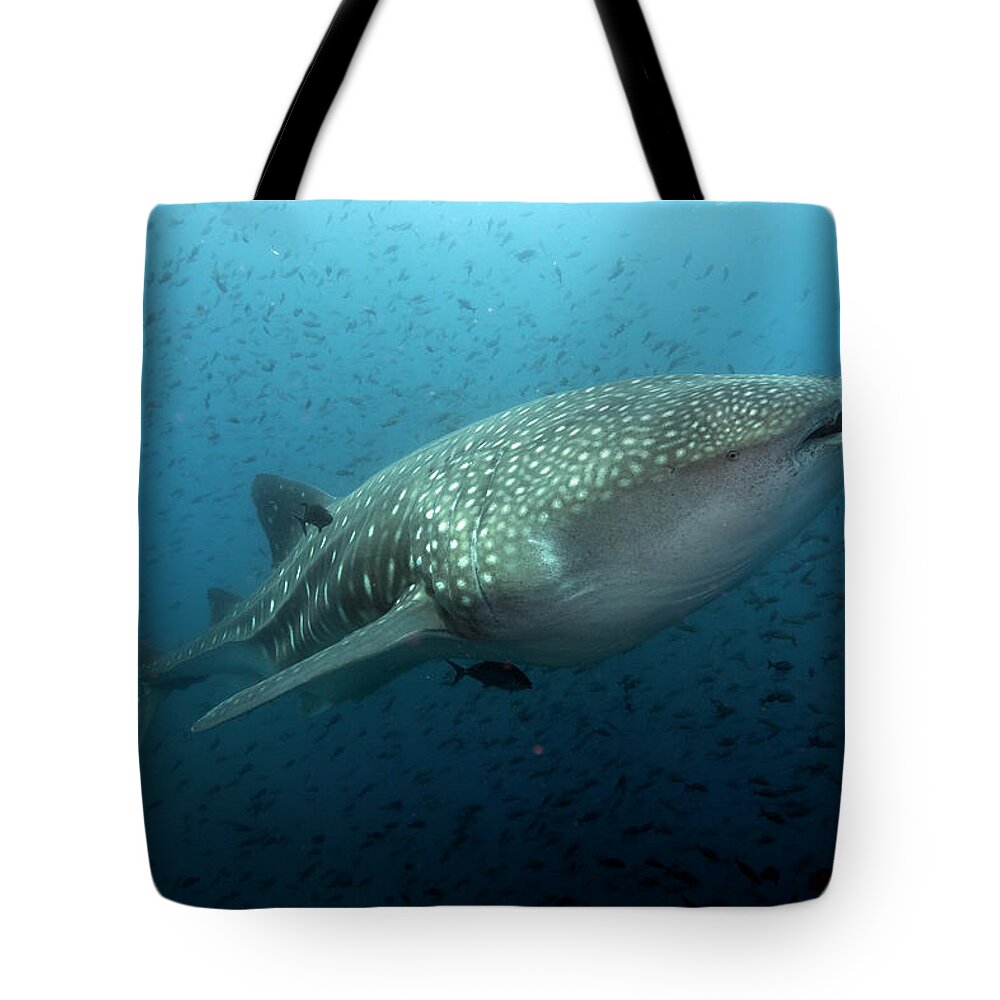 Underwater Tote Bag featuring the photograph Whale Shark by Scott Portelli