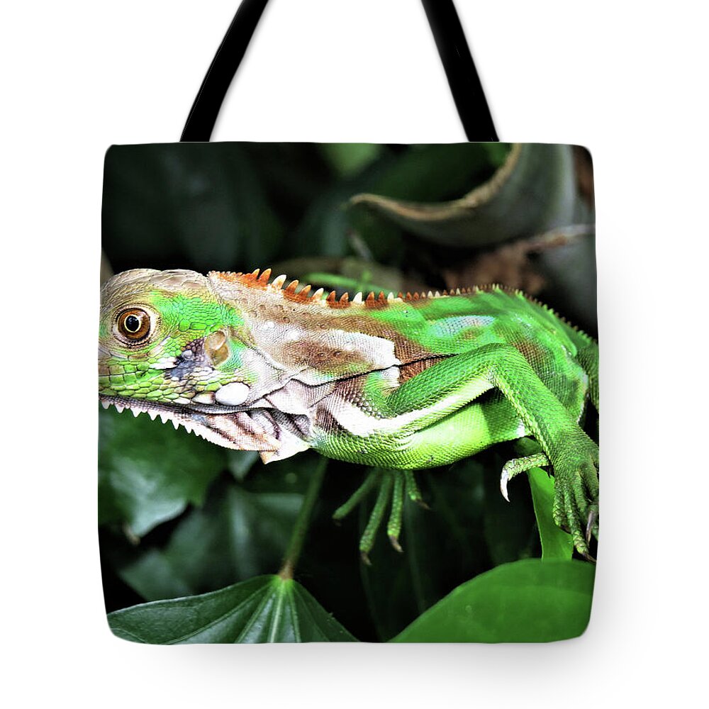 Green Tote Bag featuring the photograph What are you looking at? by Leslie Struxness