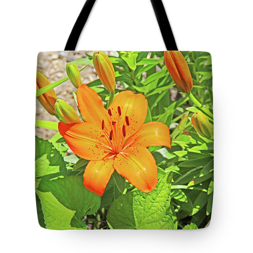  Up Tiger Lilly Orange Pods Stamen Green Leaf And Gravel Background Tote Bag featuring the photograph What's Up Tiger Lilly orange pods stamen green leaf and gravel background 2 6272019 5852. by David Frederick