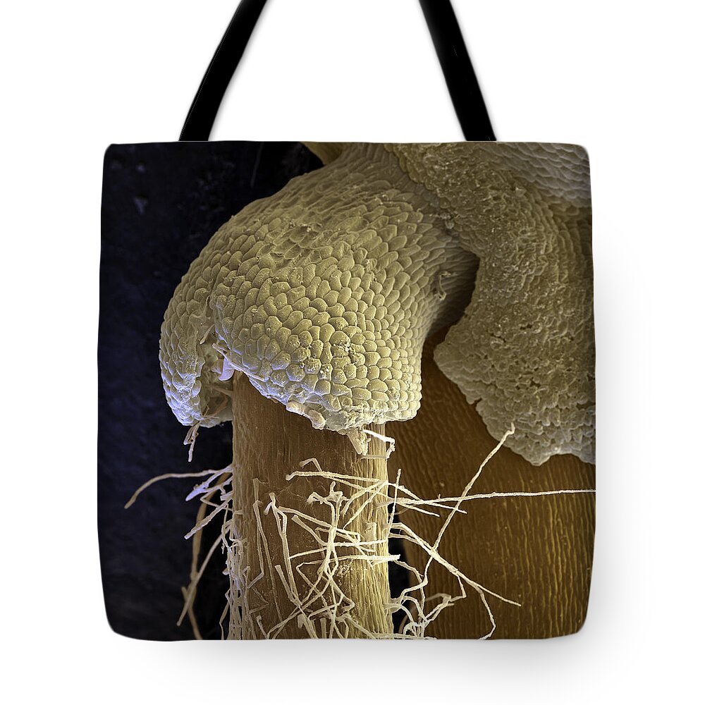 Bread Ingredient Tote Bag featuring the photograph Wheat Triticum Aestivum L by Meckes/ottawa