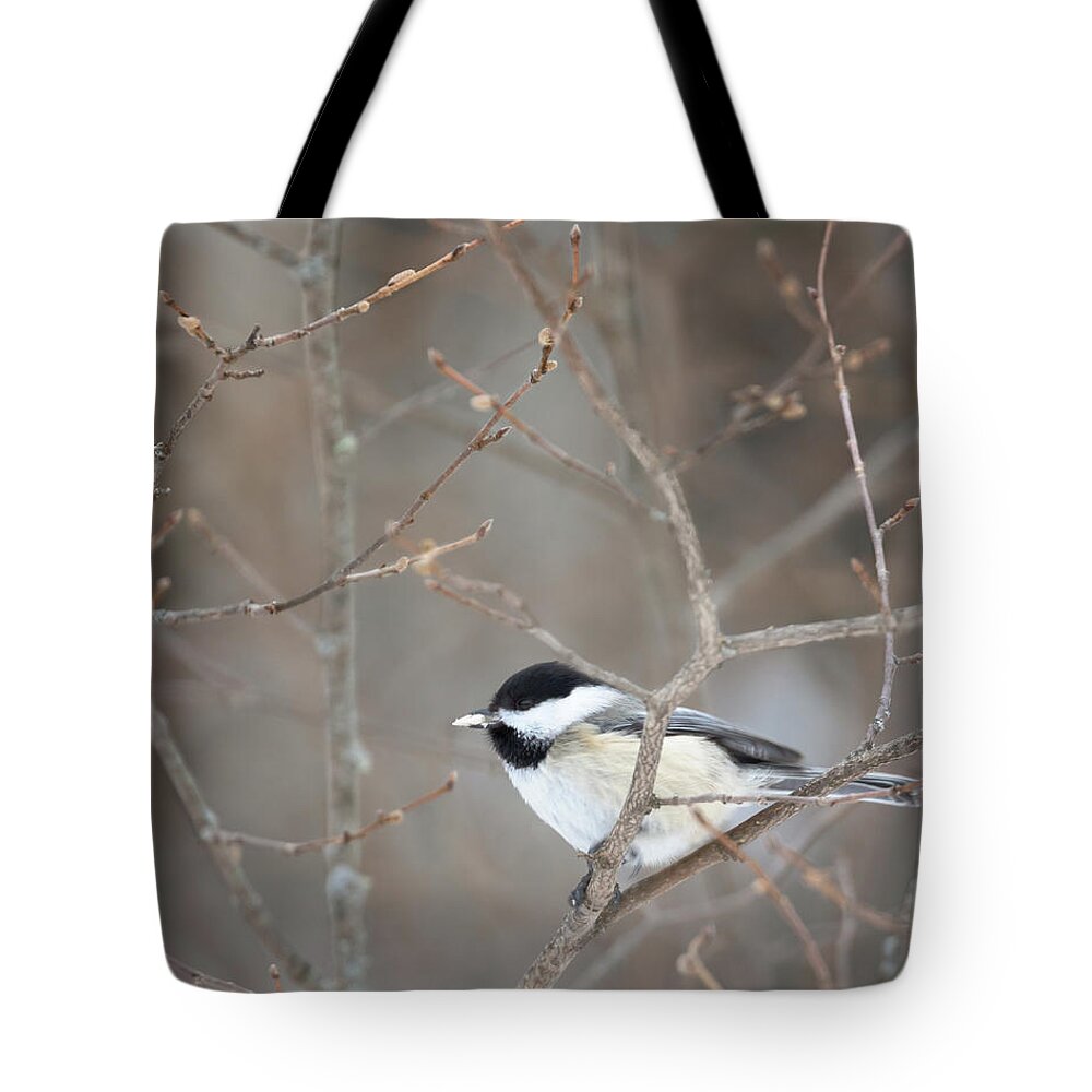 Black Capped Chickadee Tote Bag featuring the photograph Where Should I Put This Seed? by Susan Rissi Tregoning