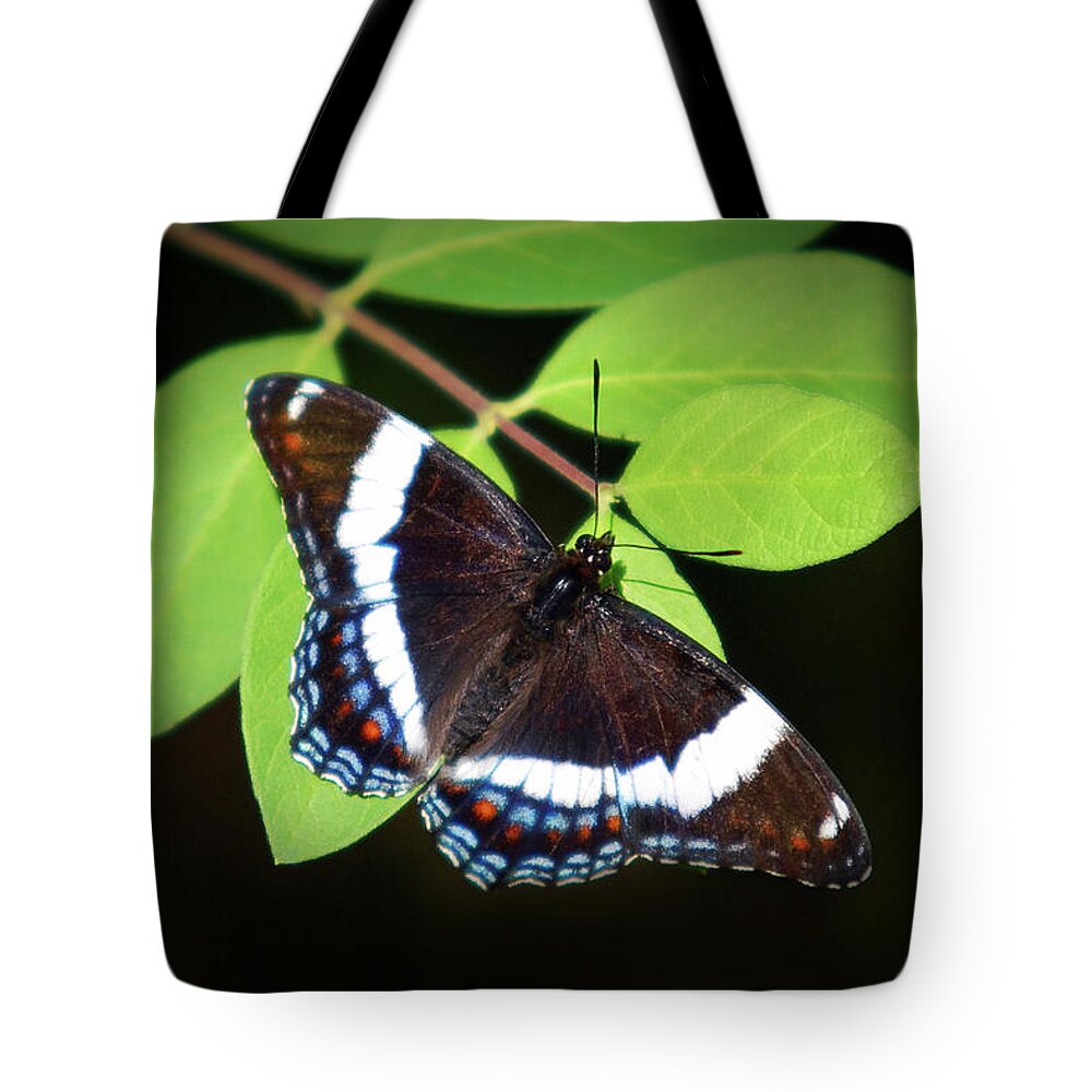 Butterfly Tote Bag featuring the photograph White Admiral Butterfly by Christina Rollo