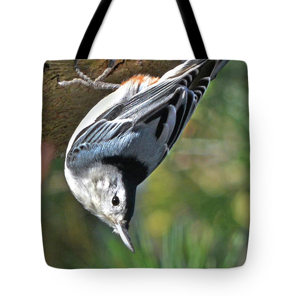 Nuthatch Tote Bag featuring the photograph White Breasted Nuthatch by Dianne Morgado