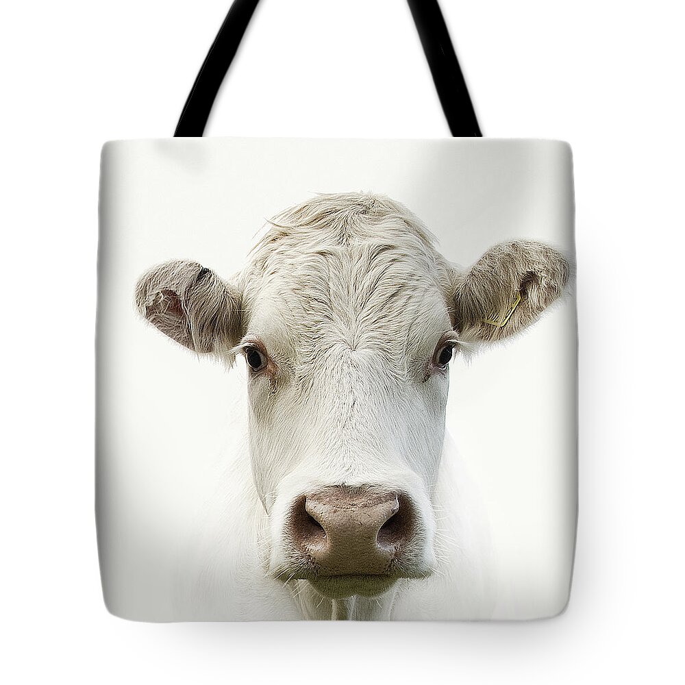 White Background Tote Bag featuring the photograph White Cow by Jojo1 Photography