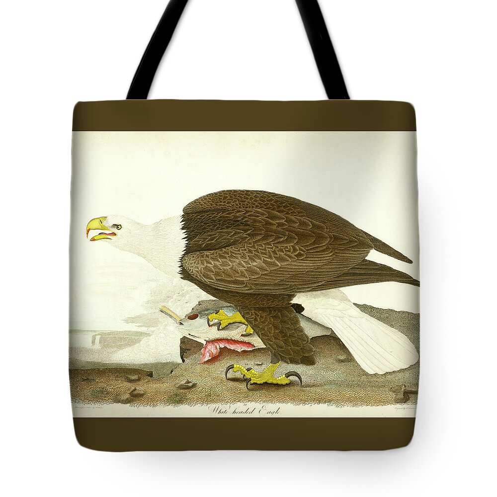 Eagle Tote Bag featuring the mixed media White-headed Eagle by Alexander Wilson