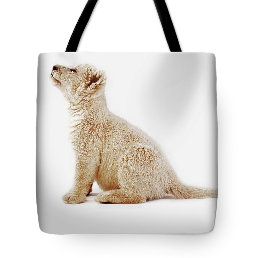 White Background Tote Bag featuring the photograph White Lion Cub Panthera Leo by Martin Harvey