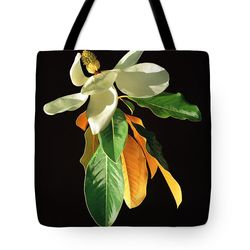 Petal Tote Bag featuring the photograph White Magnolia Flowers With Leaves by Diane Miller