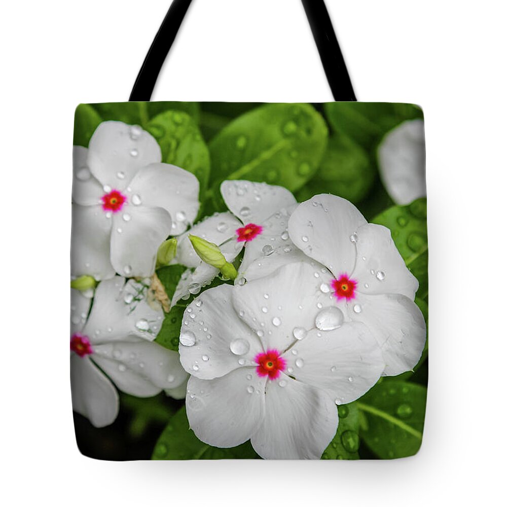 Vinca Tote Bag featuring the photograph White Periwinkle by Aashish Vaidya