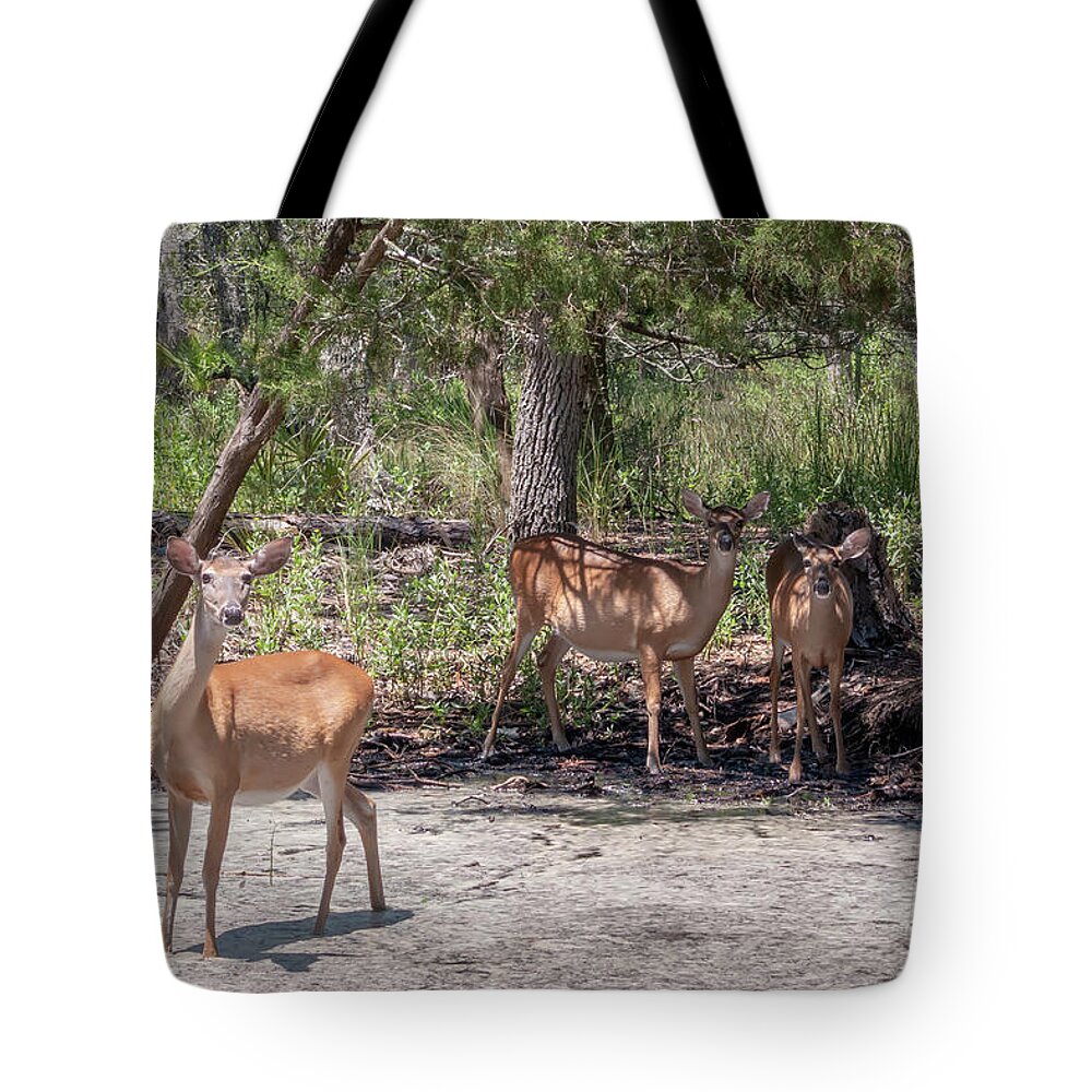 White Tote Bag featuring the photograph White Tail Deer In Wild Near Pond by Alex Grichenko