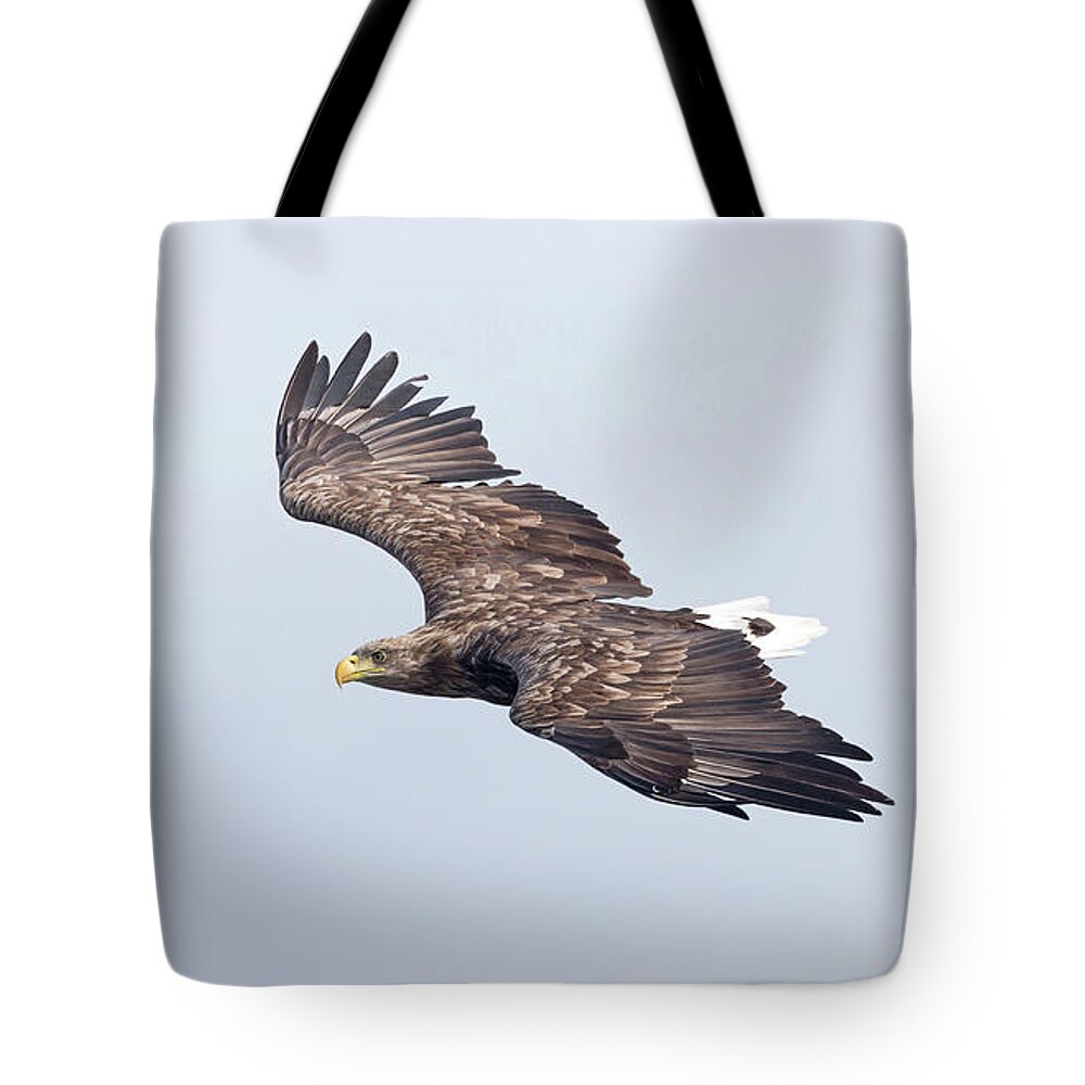 White Tote Bag featuring the photograph White-Tailed Eagle Approaching by Pete Walkden
