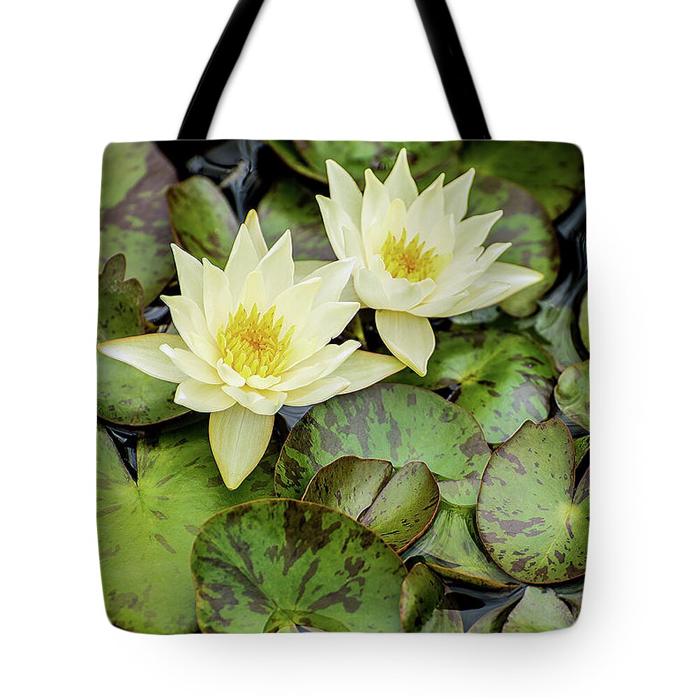 Blooms Tote Bag featuring the photograph White Water Lilies by Teresa Hughes