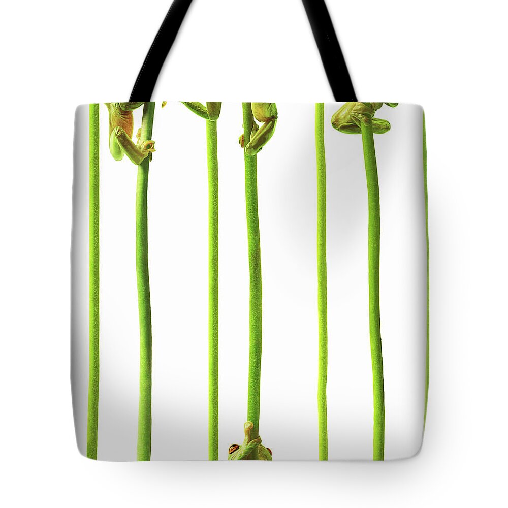 Whites Tree Frog Tote Bag featuring the photograph Whites Tree Frogs Climbing Plant Stems by Gandee Vasan