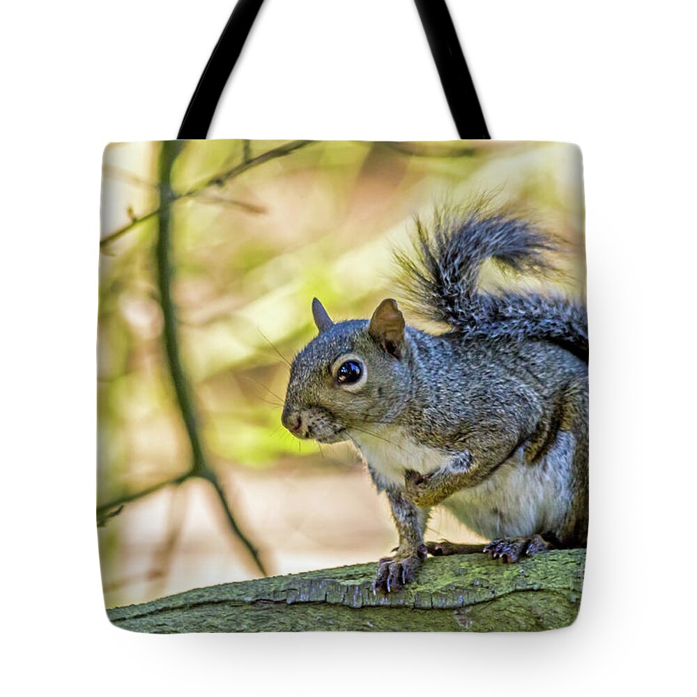 Squirrel Tote Bag featuring the photograph Who, Me? by Kate Brown