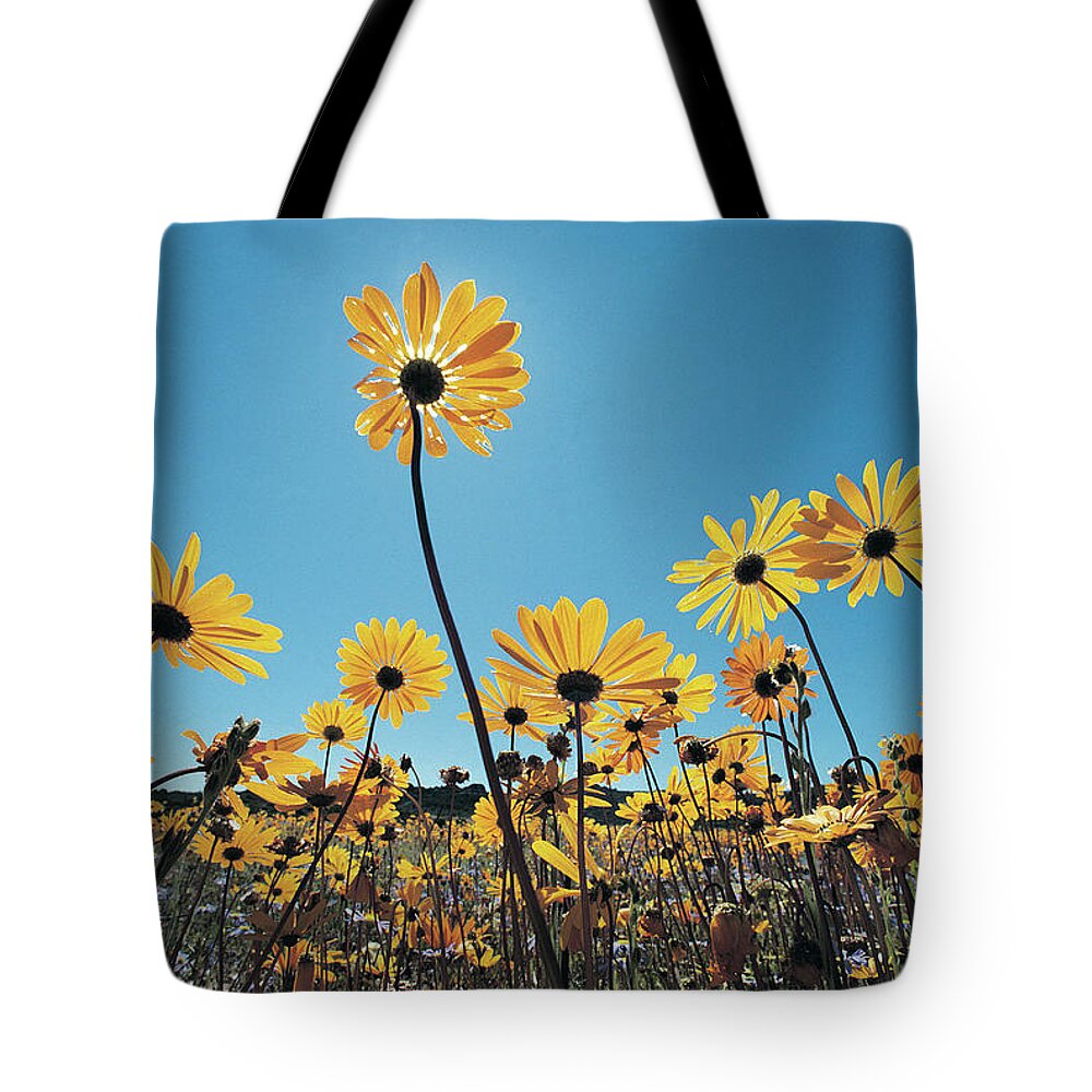 Scenics Tote Bag featuring the photograph Wild Flowers, Southern Namib Desert by Digital Vision.