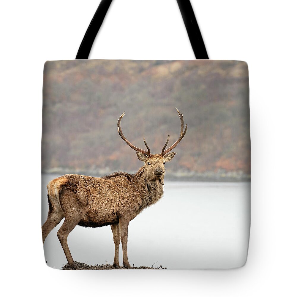 Scenics Tote Bag featuring the photograph Wild Scottish Red Deer Stag by Georgeclerk