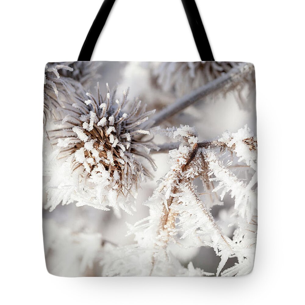 Freezing Tote Bag featuring the photograph Winter frost on a garden thistle close up by Simon Bratt