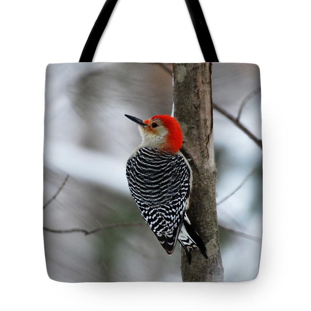 Red Bellied Woodpecker Tote Bag featuring the photograph Winter Visitor by Sonja Jones