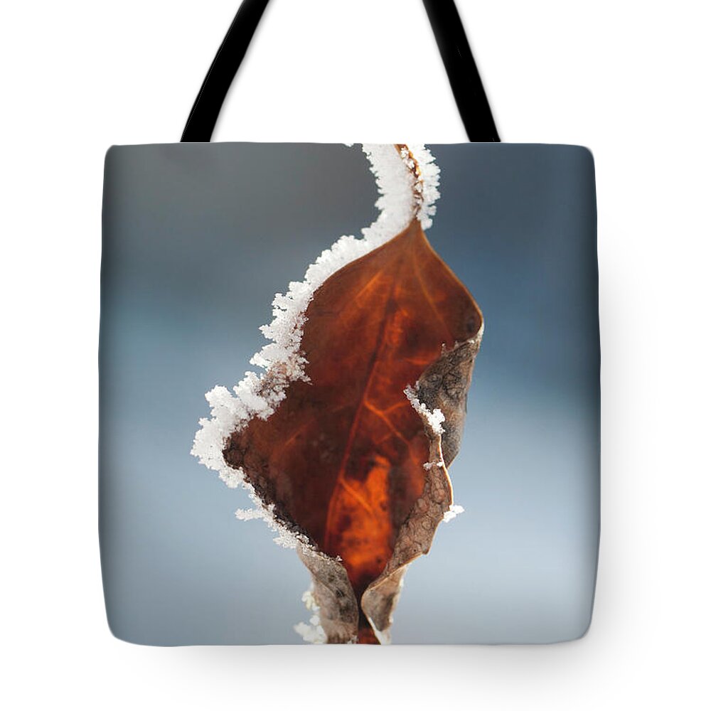 Colorado Tote Bag featuring the photograph Wither and Frost by Julia McHugh