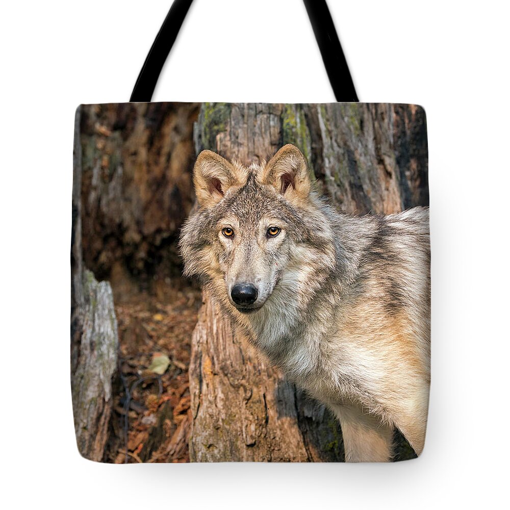 Animal Themes Tote Bag featuring the photograph Wolf by Gary Samples
