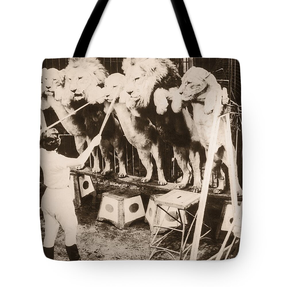 Caucasian Ethnicity Tote Bag featuring the photograph Woman Training Circus Lions, Rear View by Fpg