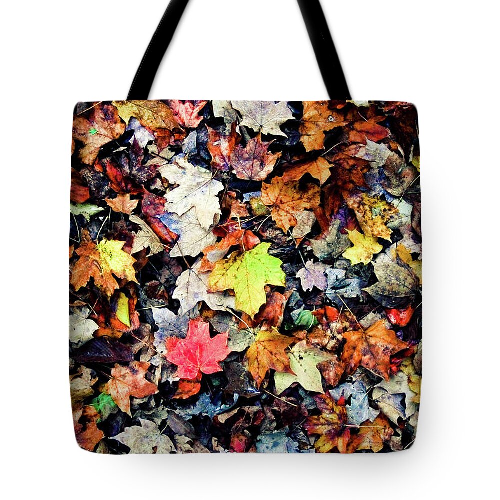 Fall Tote Bag featuring the photograph Woodland Carpet by Virginia Folkman