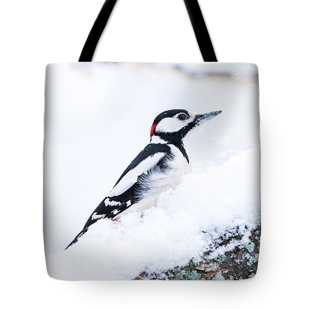 Woodpecker On Snow Tote Bag featuring the photograph Woodpecker on a snowy branch by Torbjorn Swenelius