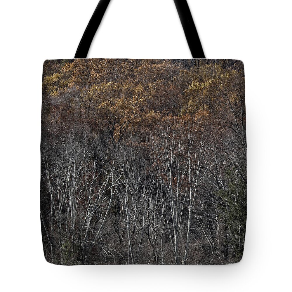 Forest Tote Bag featuring the photograph Woods by Paul Ross