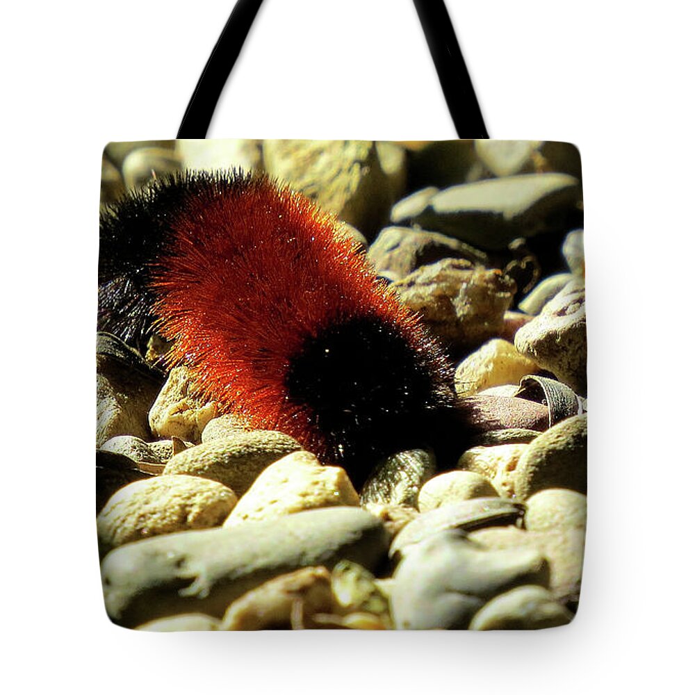 Woolly Bear Caterpillar Tote Bag featuring the photograph Woolly Bear Caterpillar on the Rocks by Linda Stern