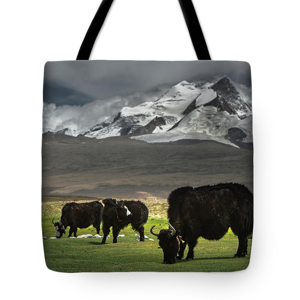 Himalayas Tote Bag featuring the photograph Yaks Of Himalayas by Coolbiere Photograph