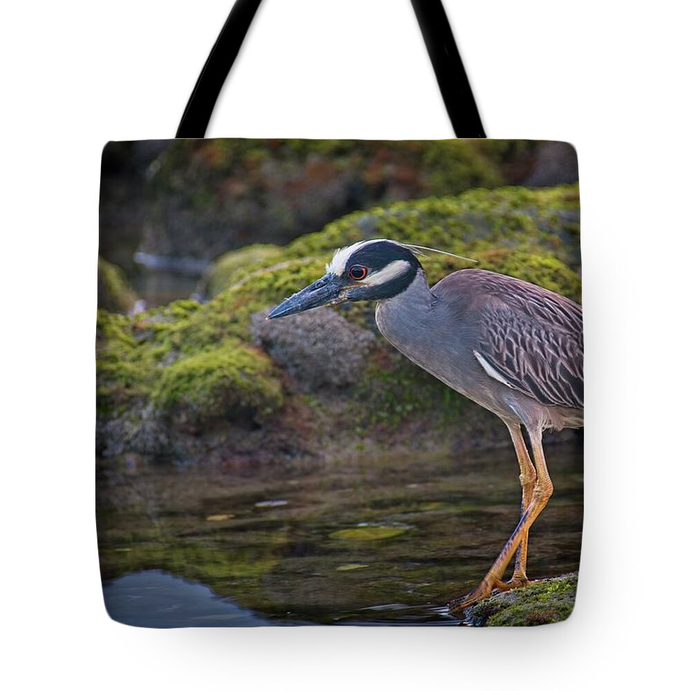 Coral Cove Tote Bag featuring the photograph Yellow-crowned Night Heron by Steve DaPonte