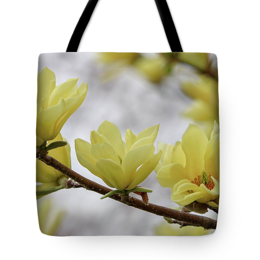 Dogwood Tote Bag featuring the photograph Yellow Dogwood Bloom by Mary Anne Delgado
