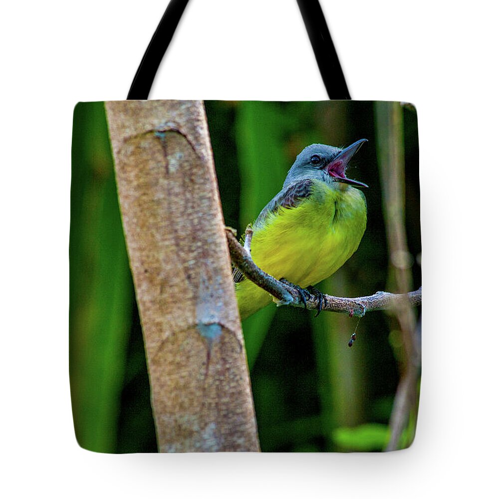 Songbird Tote Bag featuring the photograph Yellow Throated Kingbird by Leslie Struxness
