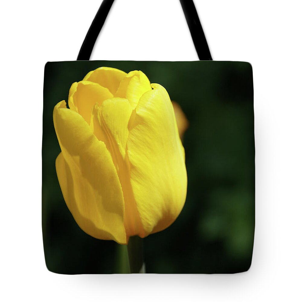 Yellow Tulip Tote Bag featuring the photograph Yellow Tulip by Mike Murdock