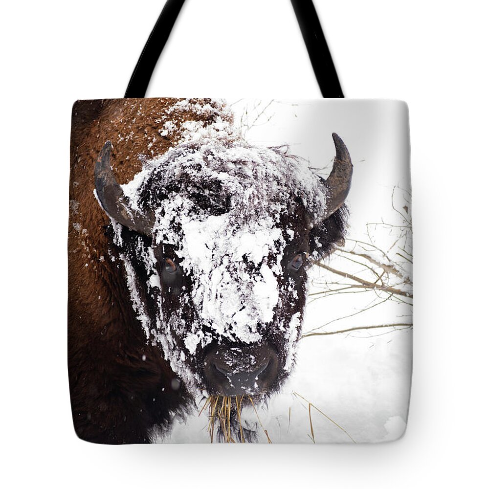Bison Tote Bag featuring the photograph Yes It's Cold by Patrick Nowotny