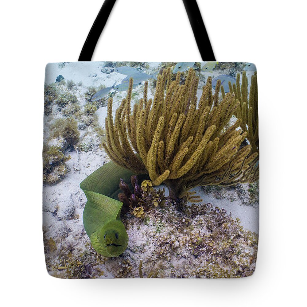 Eel Tote Bag featuring the photograph You Called? by Lynne Browne